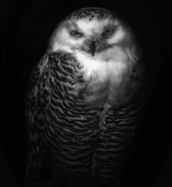 Beautiful owl portrait in black and white — Stock Photo, Image