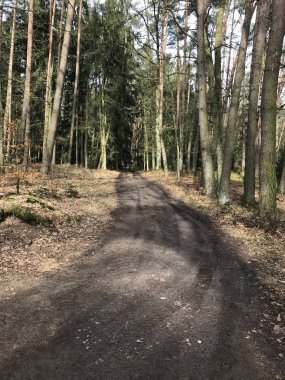 Alman derin orman doğa