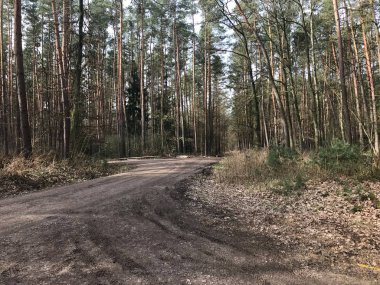 Alman derin orman doğa