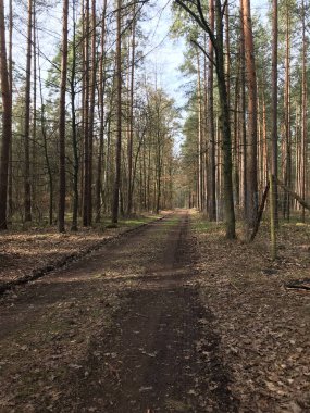 Alman derin orman doğa