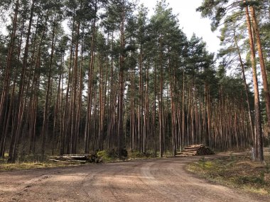 Alman derin orman doğa