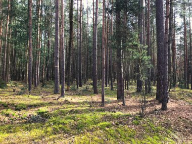 Alman derin orman doğa