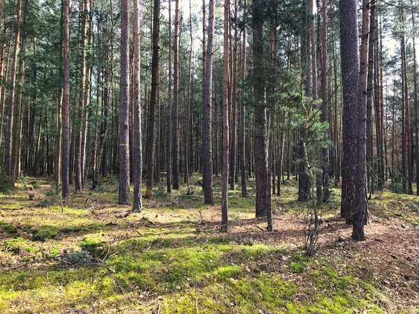 Alman derin orman doğa