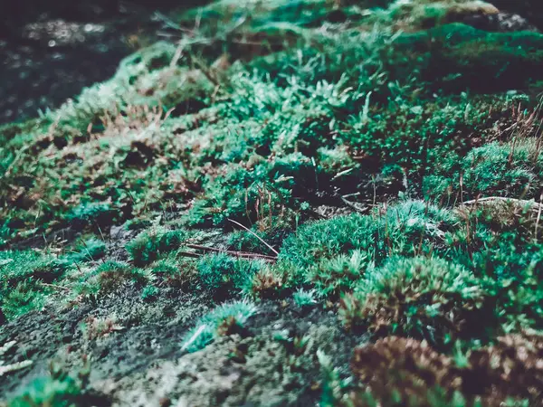 Overgrown green moss closeup — Stock Photo, Image