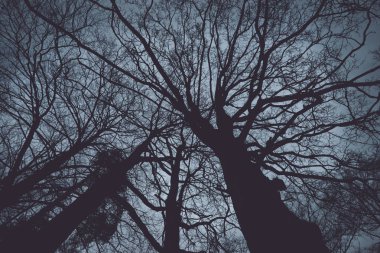 Çıplak ağaçlardan düşük açılı görünüş