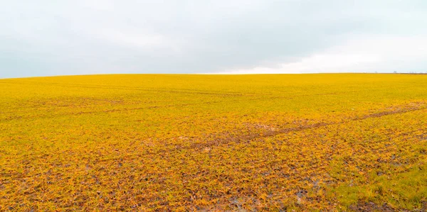 Champ agricole jaune dans la nature — Photo