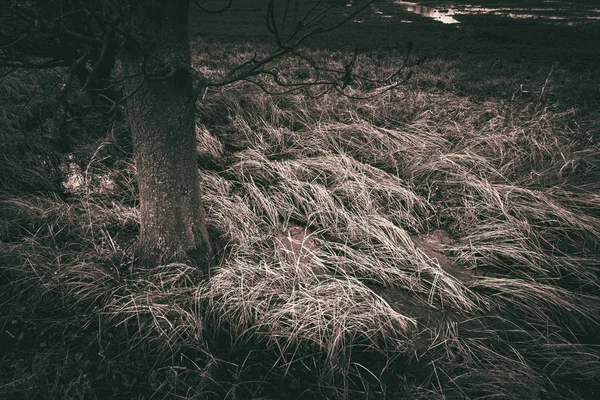 Rostoucí tráva v poli strom — Stock fotografie