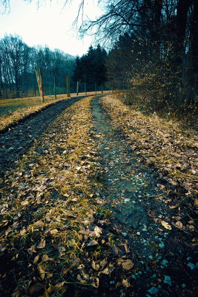 Feldweg in den Wald — Stockfoto