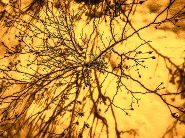 Dikenler bir karlı Sarı zemin üzerine