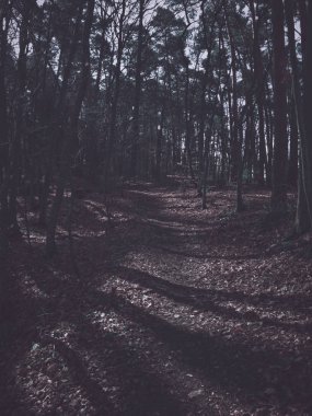 Karanlık ormana görüntülemek