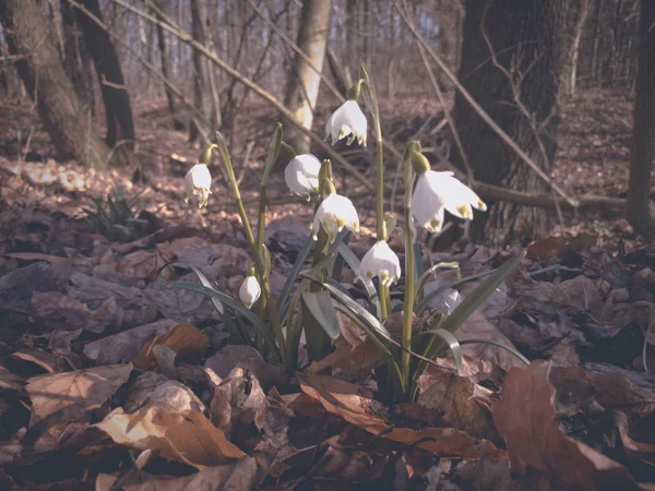 Fleurs de chute de neige dans la forêt au début du printemps — Photo