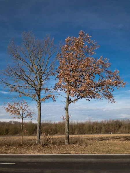 Ländliche Szene einer Straße vor einem Feld — Stockfoto