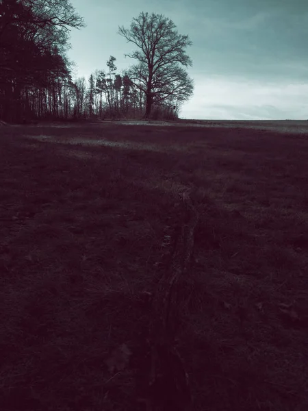 Blick auf eine alte Eiche — Stockfoto