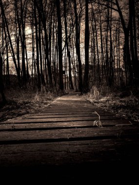 Bir ormana önde gelen ahşap eski İskelesi