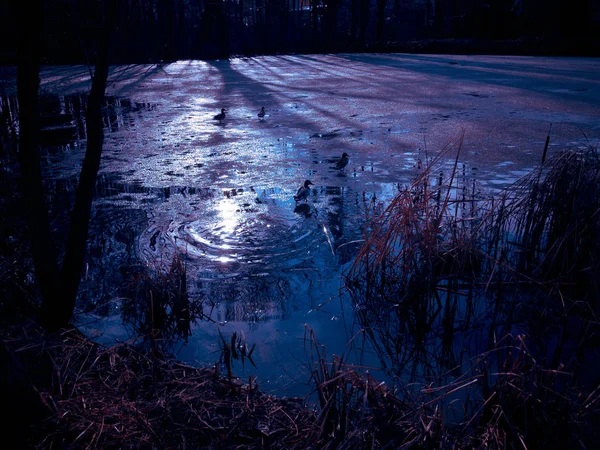 Плавание уток на ледяном озере при лунном свете — стоковое фото