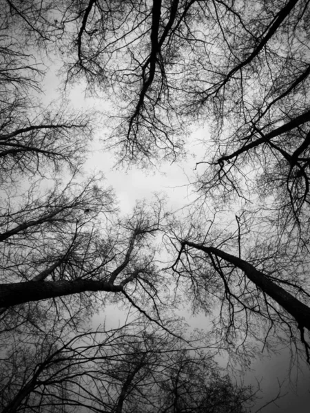 Abstract view to the treetops — Stock Photo, Image