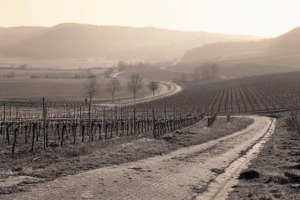 Vista romántica del paisaje del viñedo en Alemania — Foto de Stock