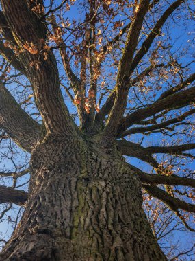 Eski bir meşe kadar düşük açılı görünüş