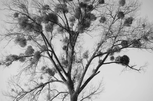 Silueta de árbol primer plano en blanco y negro —  Fotos de Stock