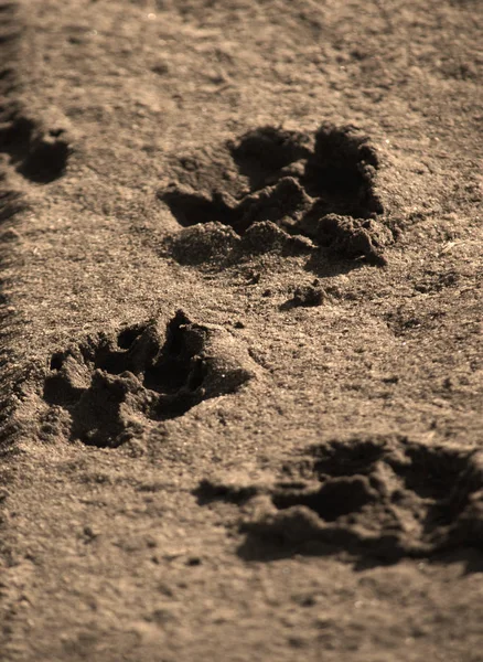 Отпечатки лап собак в грязи — стоковое фото