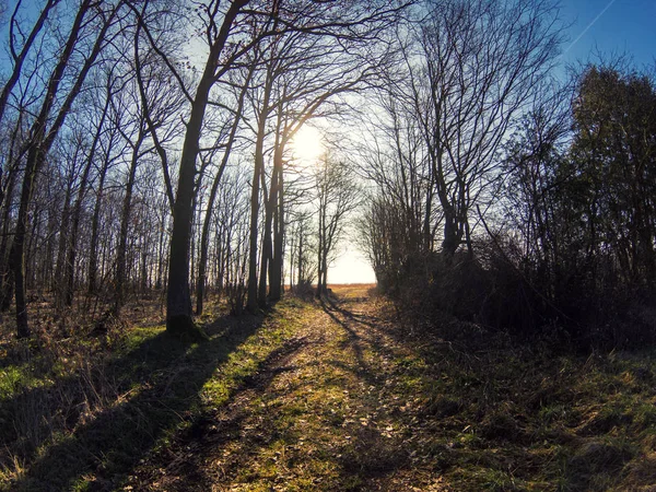 Sonne scheint hinter dem Wald — Stockfoto