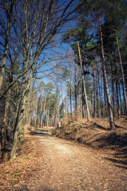 Orman manzaralı kırsal kırsal bahar