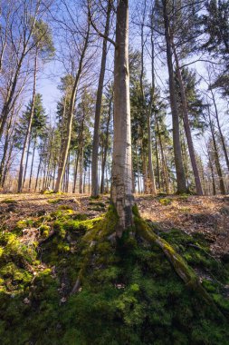 Orman manzaralı kırsal kırsal bahar