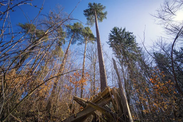 Forest pohled do venkovské krajiny na jaře — Stock fotografie