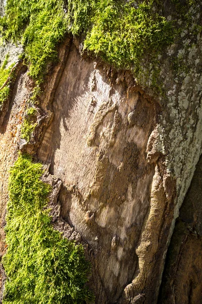Tronco de árbol cubierto con textura de musgo verde — Foto de Stock