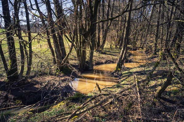 Forest pohled do venkovské krajiny na jaře — Stock fotografie