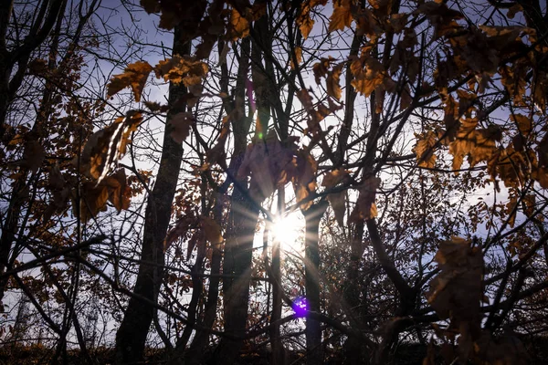 O sol está brilhando através das árvores nuas na primavera — Fotografia de Stock