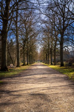 İlkbaharda güzel doğa ve park sahnesi