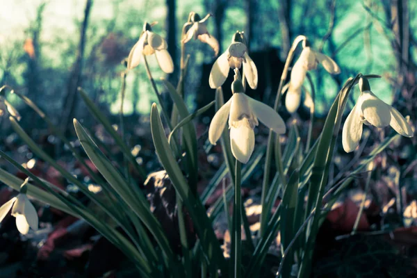 Flor borrosa de la gota de nieve desde una vista cercana —  Fotos de Stock