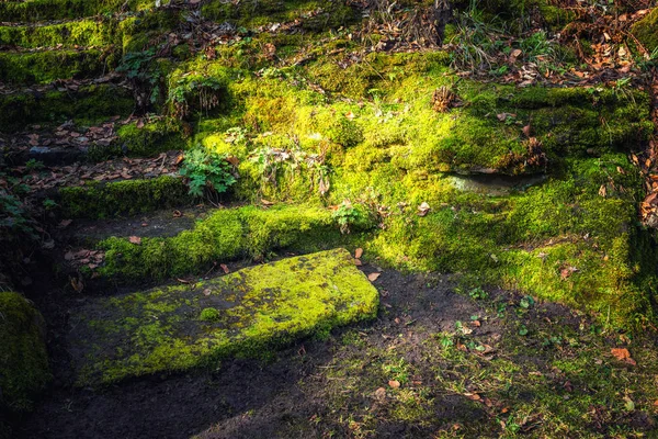 Красивая природа крупным планом вид на мох заросшие лестницы весной — стоковое фото