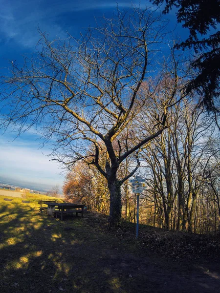 Parkbank und Tisch neben einem kahlen Baum — Stockfoto