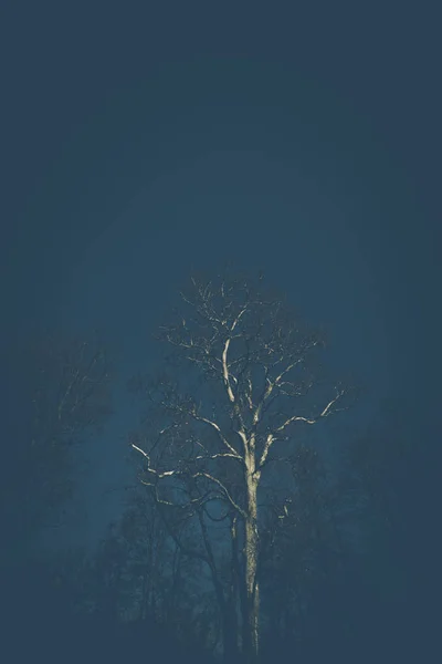 Illuminated bare tree in front of black sky — Stock Photo, Image
