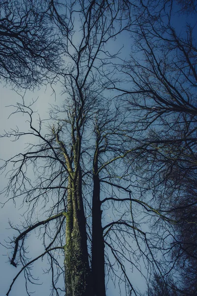 Vista de baixo ângulo até as árvores — Fotografia de Stock