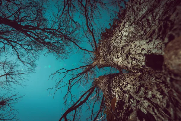 Vue à angle bas jusqu'aux arbres Images De Stock Libres De Droits