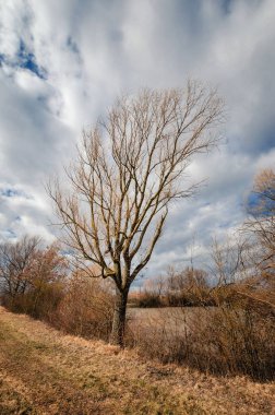 Erken ilkbahar göle önünde çıplak ağaca