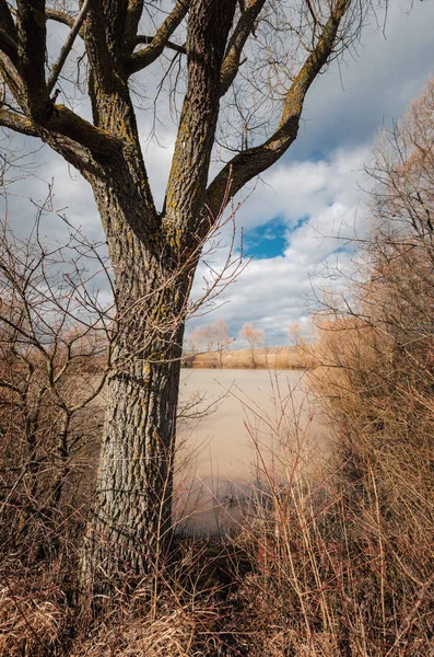 Kahler Baum vor einem See im zeitigen Frühling — Stockfoto