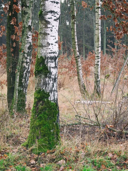 Brzozy w lesie — Zdjęcie stockowe