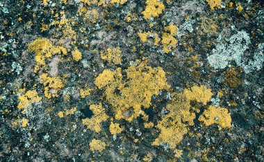 Taş duvar arkaplan dokusunda yosun