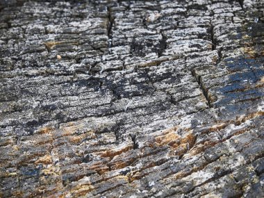 Ağaç kabuğu doğada