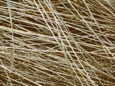Yellow Hay background closeup