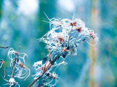 Beautiful white plants in front of a green background