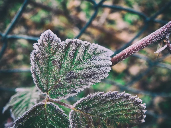 IJsplanten bladeren in de winter closeup — Stockfoto