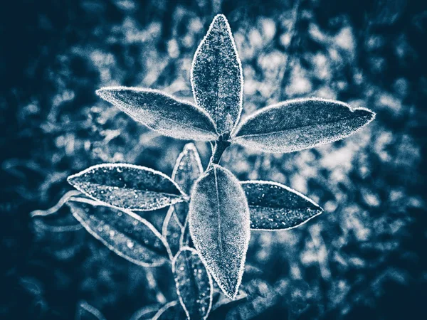 Planta gelada tonificada em azul — Fotografia de Stock