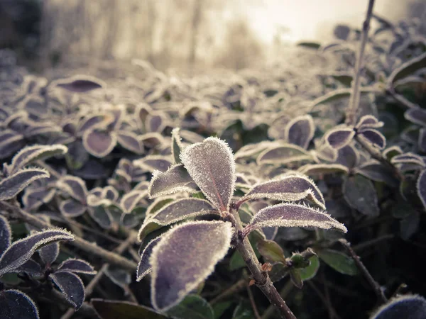 IJsplanten dichtbij in de winter — Stockfoto