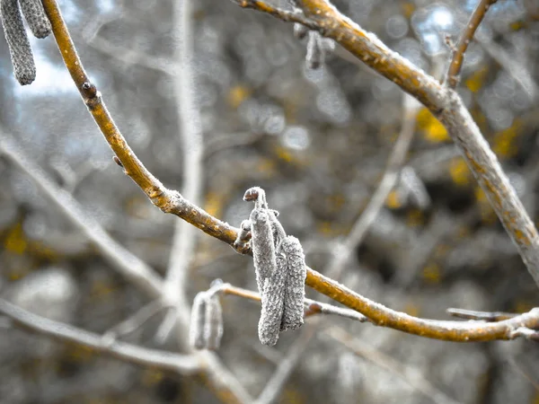 Sementi d'albero primo piano in inverno — Foto Stock