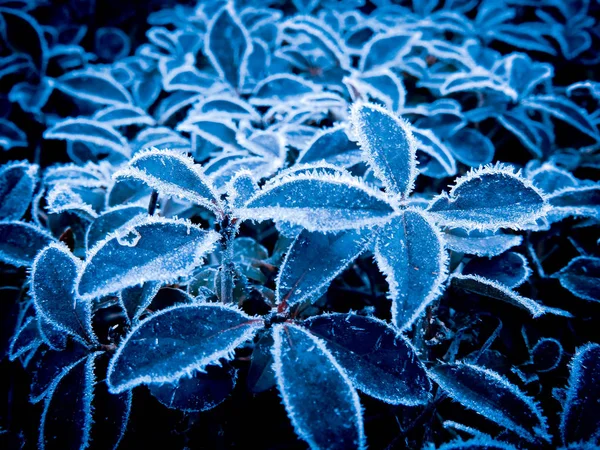 Blauwe en ijzige planten close-up — Stockfoto